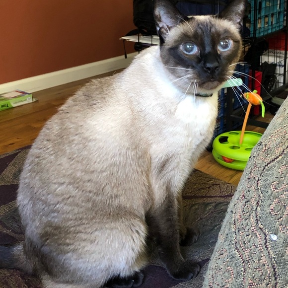 Meet your Posher,  @cutiee23 - Picture 5 of 7